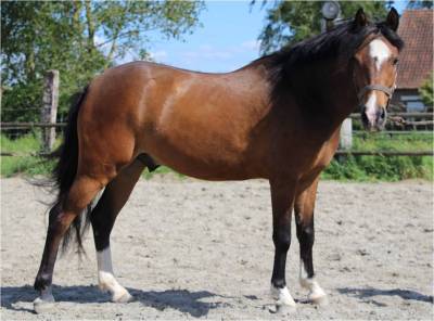 poney pfs 3 ans