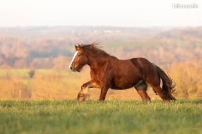 Superbe jument gypsy cob