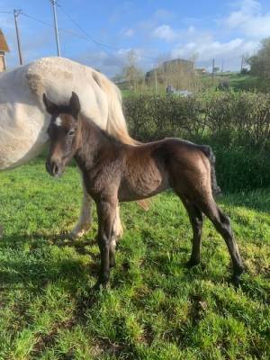 Poney connemara male ne en 2024