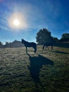 Pension familiale chevaux 