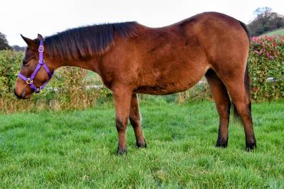 Magnifique pouliche et gentille quarter horse