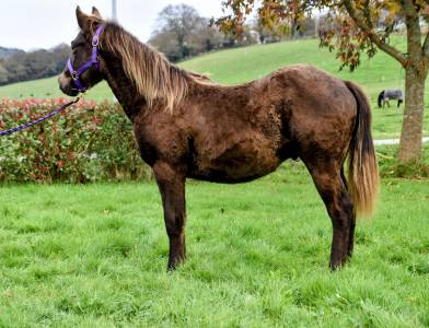 Magnifique et rare quarter horse silver !!