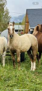 Jument pouliche palomino welsh part-bred