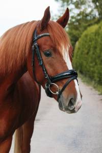 Magnifique cheval de dressage, 3 ans