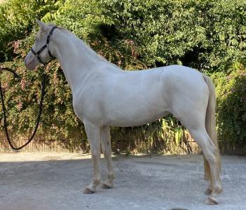 Ponette de sport