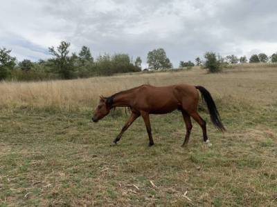 Hongre anglo arabe endurance