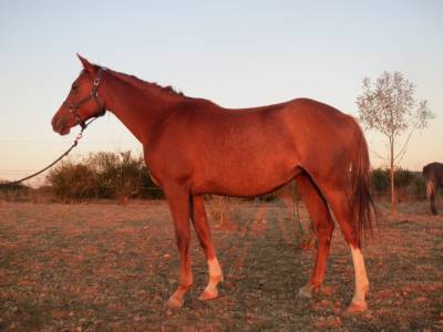 Chevaux pur sang arabe et dsa