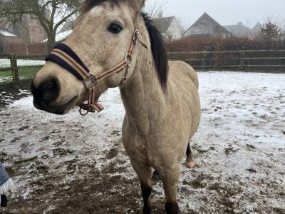 Poney polyvalent