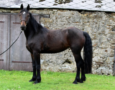 Bobbie onc (irish cob x tf)