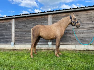 Hongre 4 ans palomino