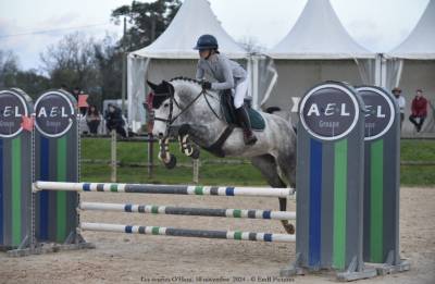 Poney de sport cso hunter 