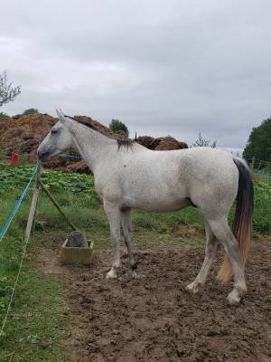 Super petit cheval polyvalent