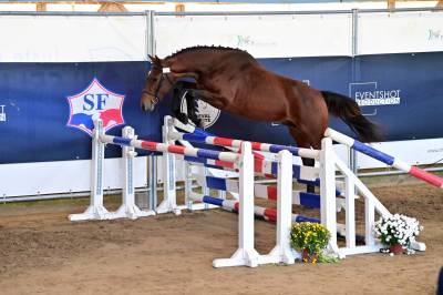 Très beau cheval qui va prendre 3ans. idéal complet.