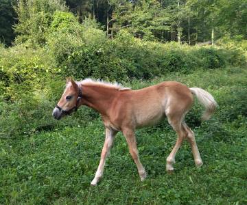 Pouliche haflinger 