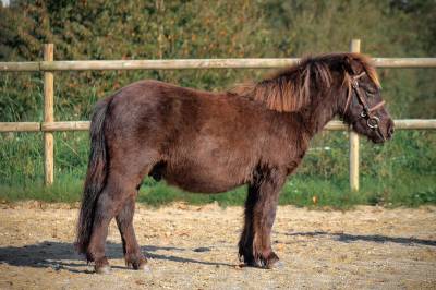 Shetland a vendre