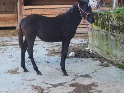 Pouliche appaloosa pp