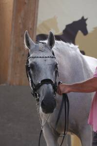 Poulinière ou cheval de loisir 