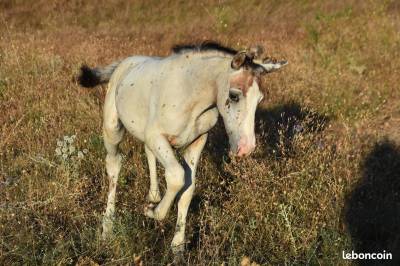 Poulain leopard bai