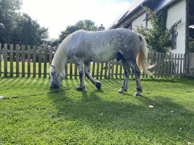 Dp sur poney d dressé 