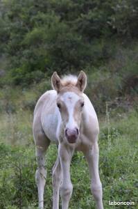 Belle âme, pouliche champagne dun tobiano