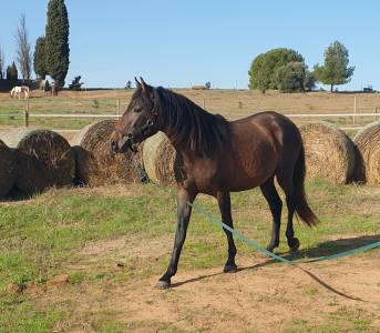 Cheval oc lusitanien 