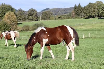 Poulain oc croisé paint horse