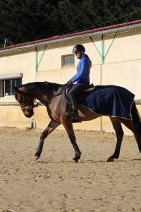 Cheval hongre 6 ans 