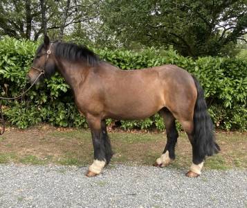 Femelle irish cob type onc