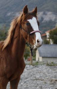 Poulain pfs poney français de selle 