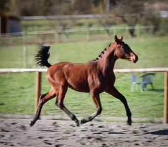 Pouliche hanovrienne d'avenir, vitalis x glamourdale