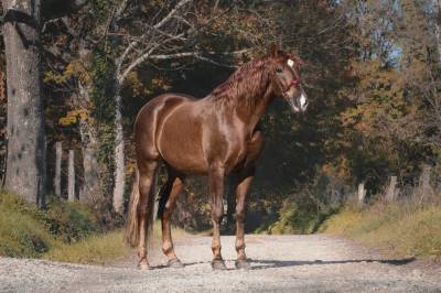 Granjero: Hongre de 4 Ans, Allure et Charisme,