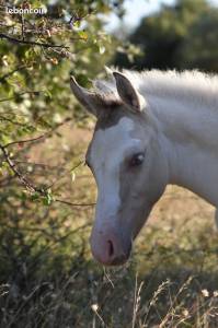 Poulain champagne dun tobiano aux yeux bleus