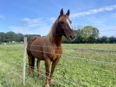 Hongre 10 ans anglo/trait