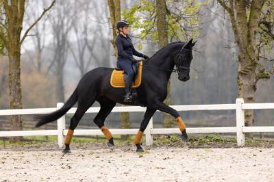 Hongre Cheval de Sport Danois A vendre 2018 Noir par Ferdeaux