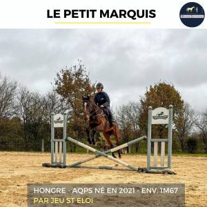 Joli hongre - le petit marquis - 3 ans