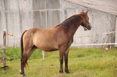 Poney 2ans pfs 