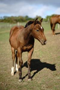 Poulain quarter horse a vendre 2024 brun