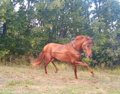 Cheval espagnol à vendre