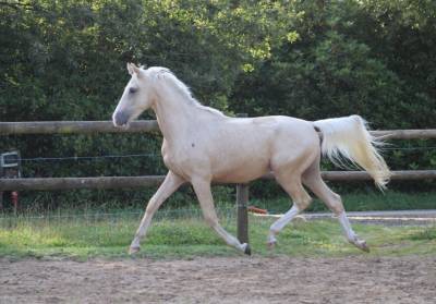 Hongre de 2 ans palomino 