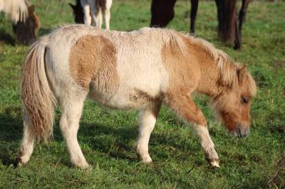 Poulain shetland pp