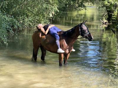 Cheval à vendre 