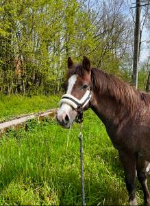 Poney welsh part bred 