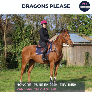 Superbe hongre - dragons please - 5 ans