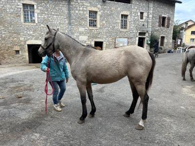 Ponette 4 ans 144 par algator x qoconuts du val