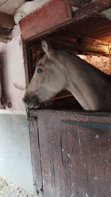 Ponette 3 ans 144 par algator x qoconuts du val