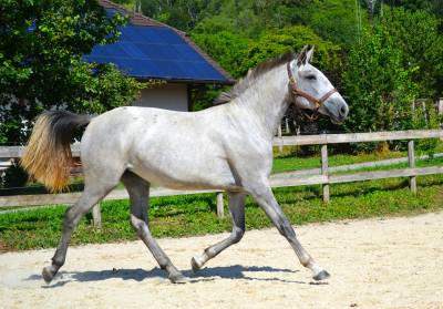 Slava - pouliche 2 ans prl