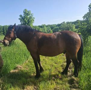 Caballo castrado Otra raza de Caballos En venta 2016 Bayo