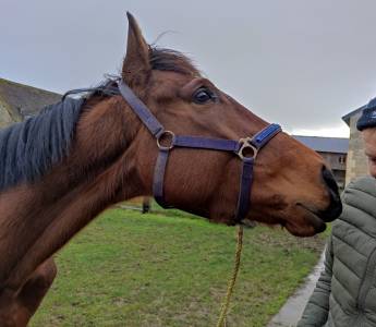 Cheval hongre pur-sang irlandais bai de 4 ans et demi