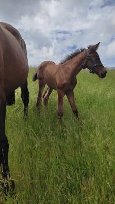 Vends ou échange pouliche pre pp