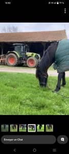 Cheval a vendre junco 19 ans cheval espagnol